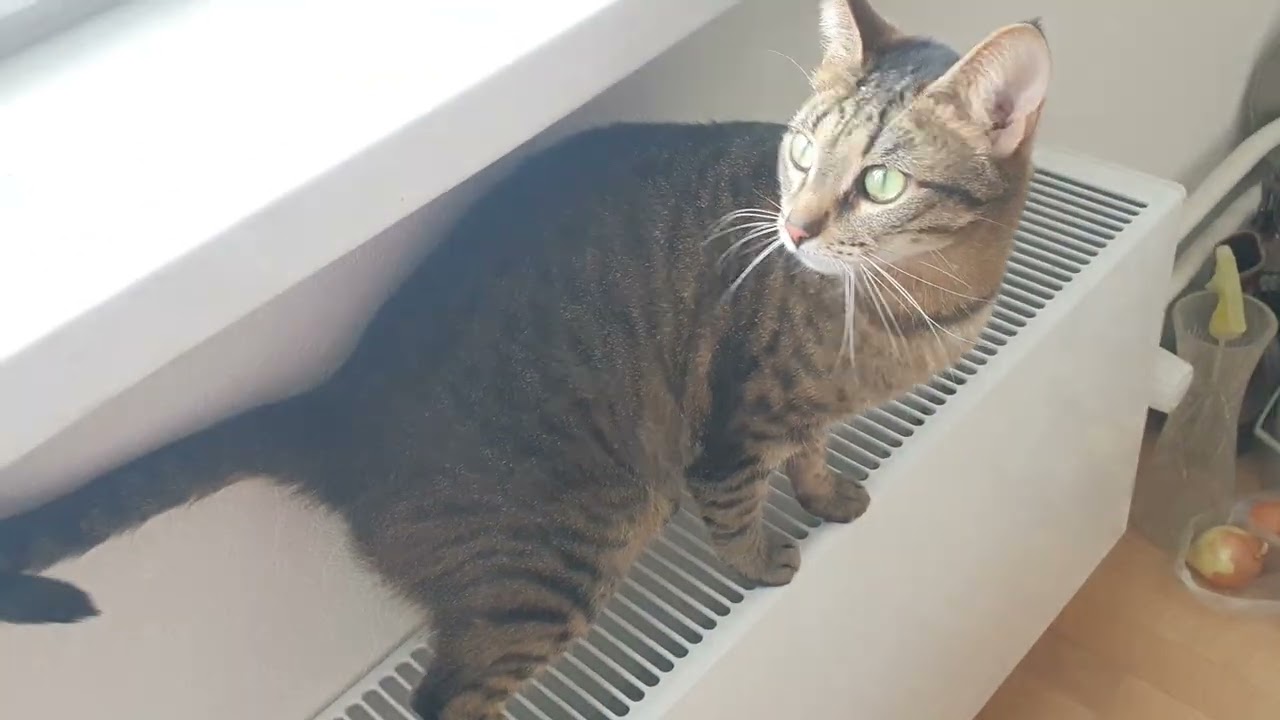 Коши ЛОВЯТ СНЕГ За Окном )