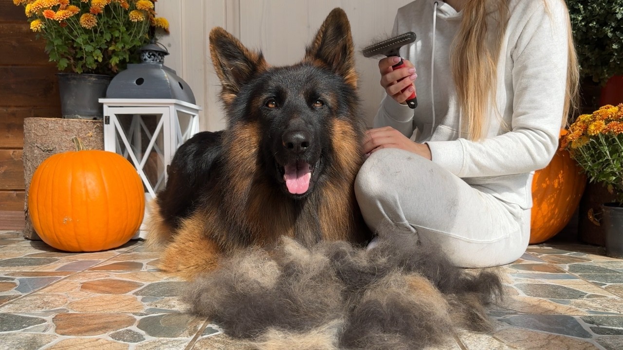 ASMR Relaxing German Shepherd Grooming
