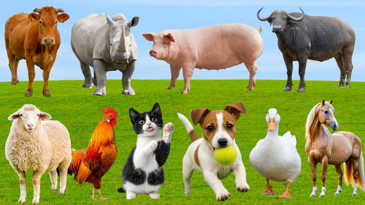 🌿Đồng Quê Vang Lên Bản Nhạc Hạnh Phúc – Chó, Mèo, Dê & Bò Cùng Hòa Ca Vui Nhộn | FarmAnimals🐶🐱🐐🐄