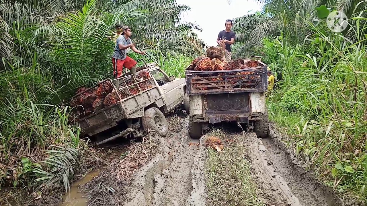 Terpuruk masuk parit||hiline muat sawit