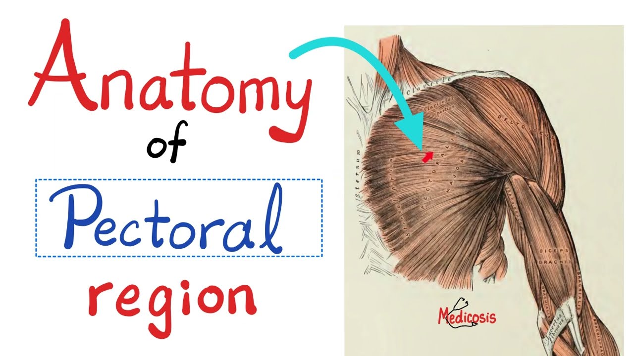 Anatomy of Thorax - Anatomy of Pectoral Region - Anatomy of Upper Limbs - Brachial Plexus