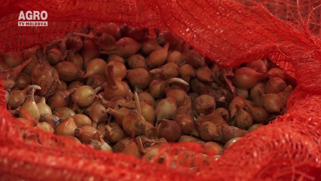 Tehnologii moderne de cultivare a cepei de toamnă