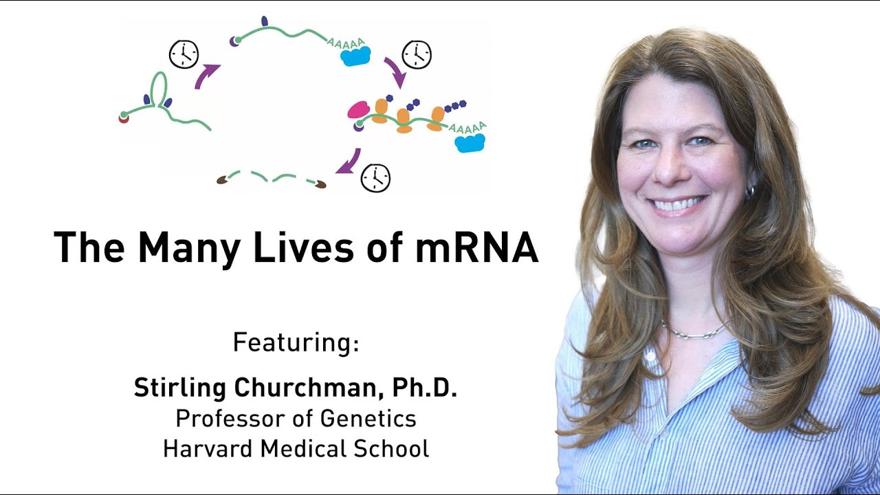 The Many Lives of mRNA - Stirling Churchman, PhD