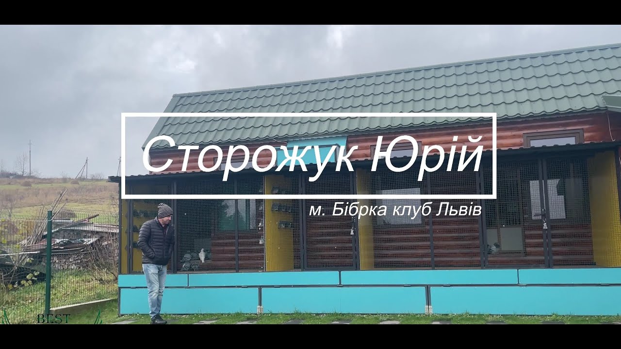 Сторожук Юрій - найкращі голуби (м. Бібрка - клуб Львів)