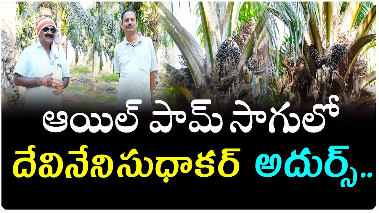 ఆయిల్ పామ్ సాగులో దేవినేని సుధాకర్ గారు చేస్తున్న విధానం..అదుర్స్..