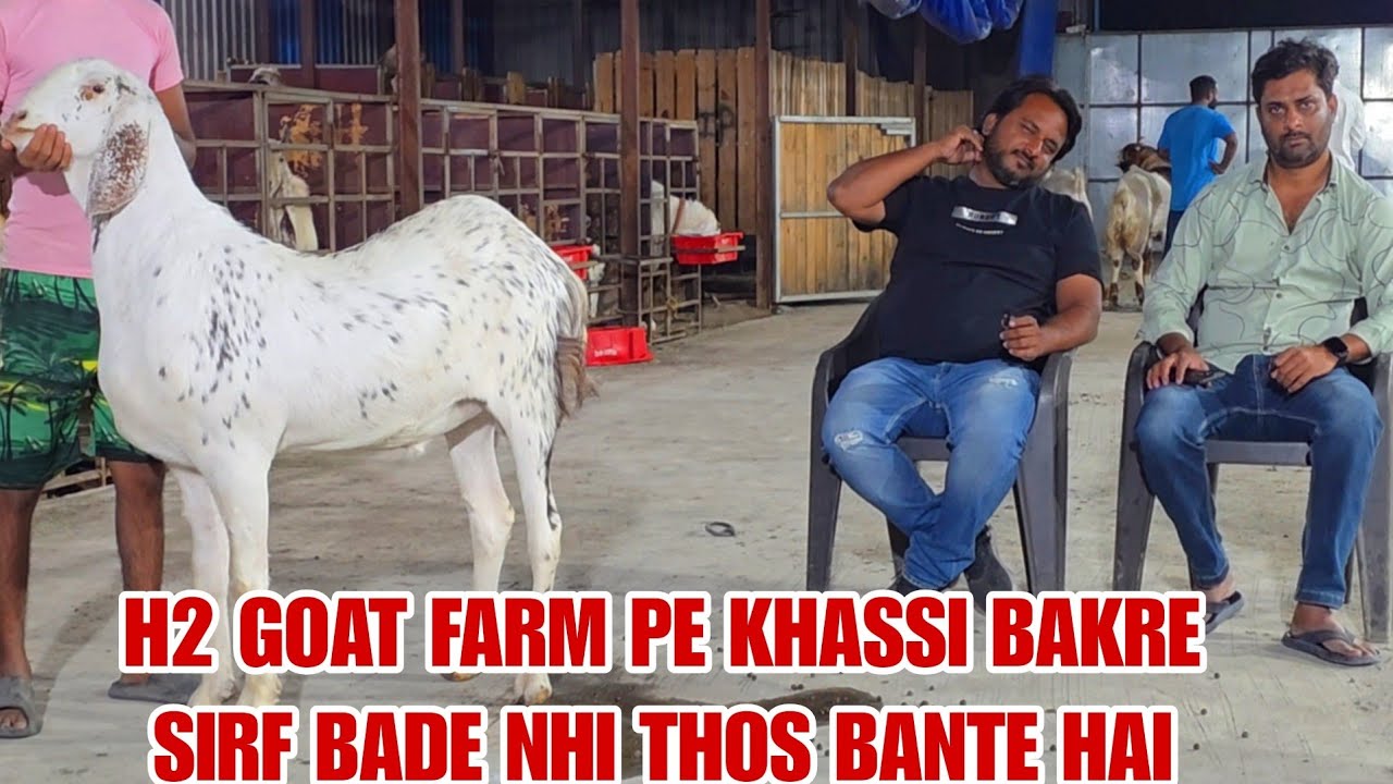 H2 Goat Farm Pe Khassi Bakre Sirf Bade Nhi Thos Dikhte Hai Bhiwandi padgha