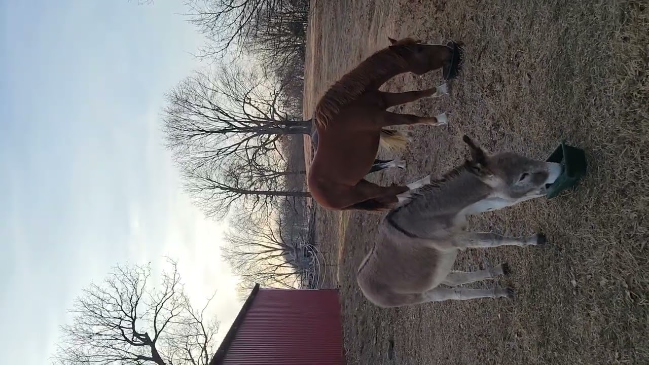 Feeding supplements to donkey and horses. Checking out Roxy, our draft horse mix we rescued.