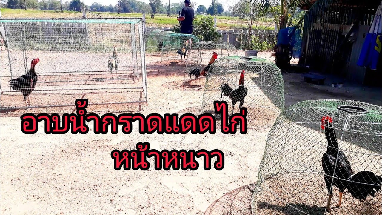 อาบน้ำกราดแดดไก่ในฤดูหนาว