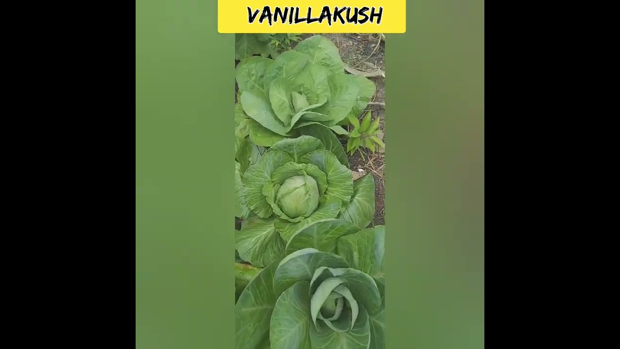 marijuana vanilla kush #usa cannabis reaping 🇯🇲🇯🇲🇯🇲💯‼️