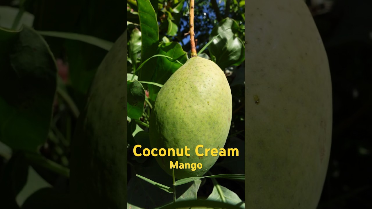 Coconut Cream Mango in Southern California 🥭