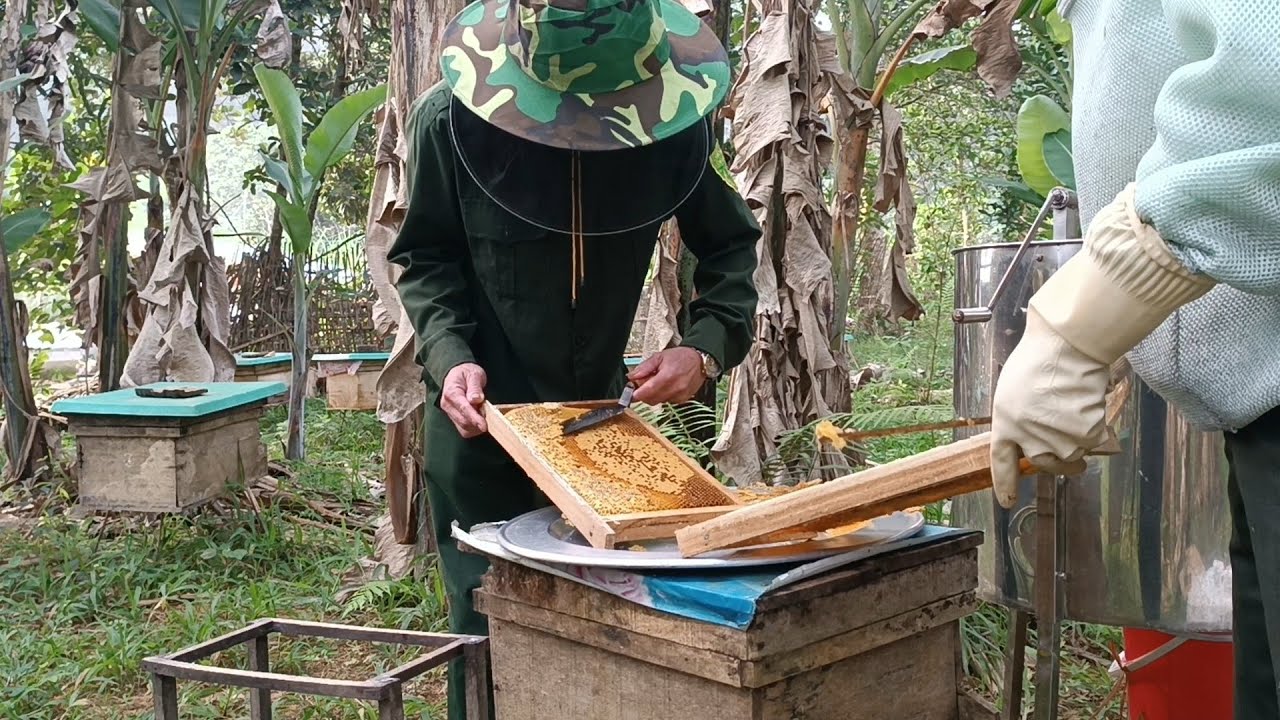 Quay phá đầu vụ mật xuân 