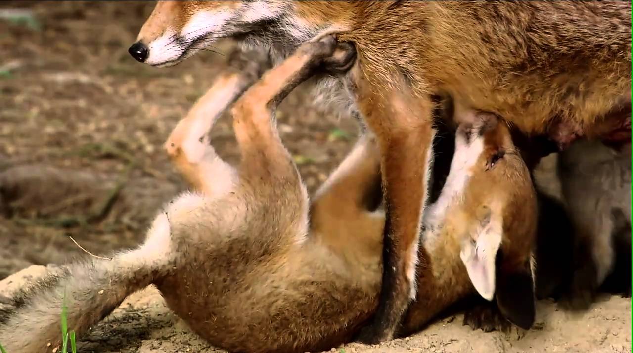 Niedersachsens schlaue F&uuml;chse: Junge F&uuml;chse verlassen den Bau