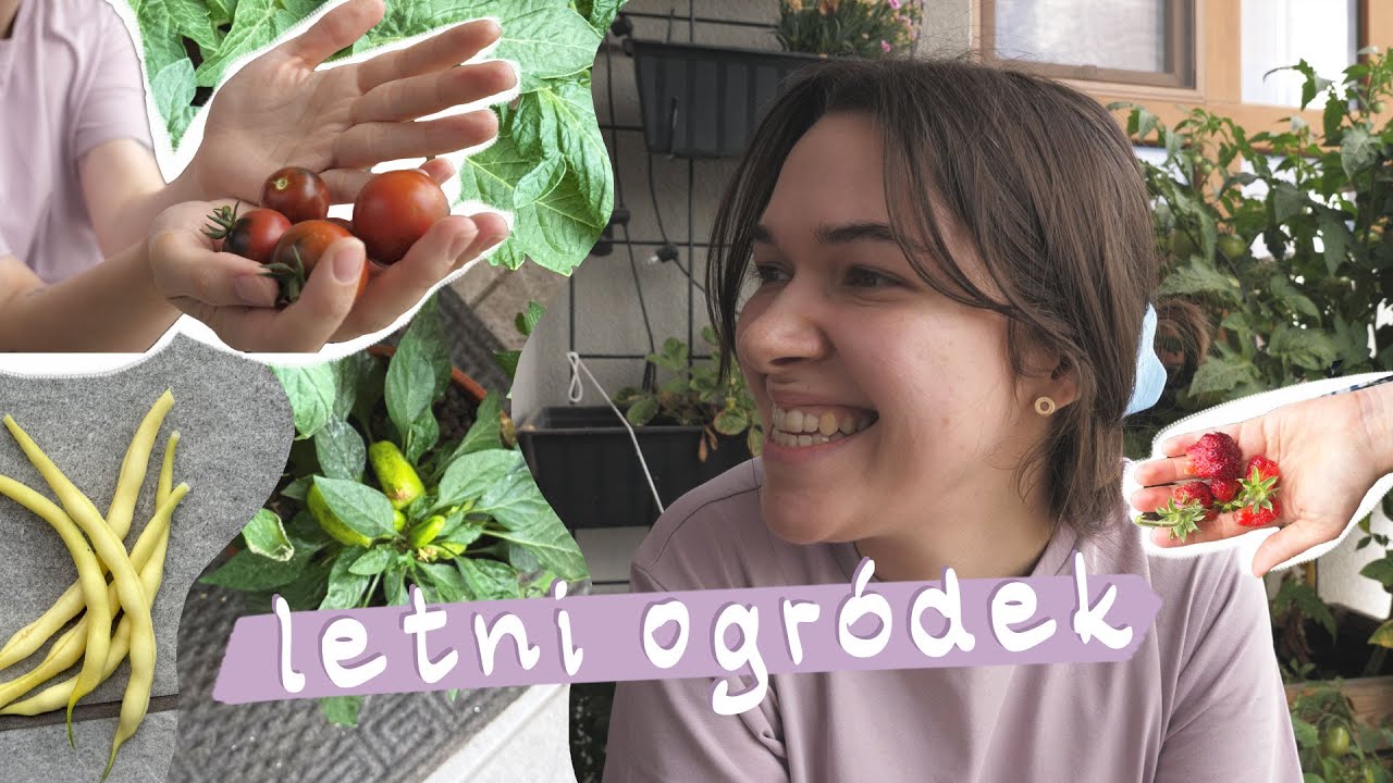 Lato na balkonie 👩‍🌾 | pomidorowe zbiory | balkonowy ogródek latem