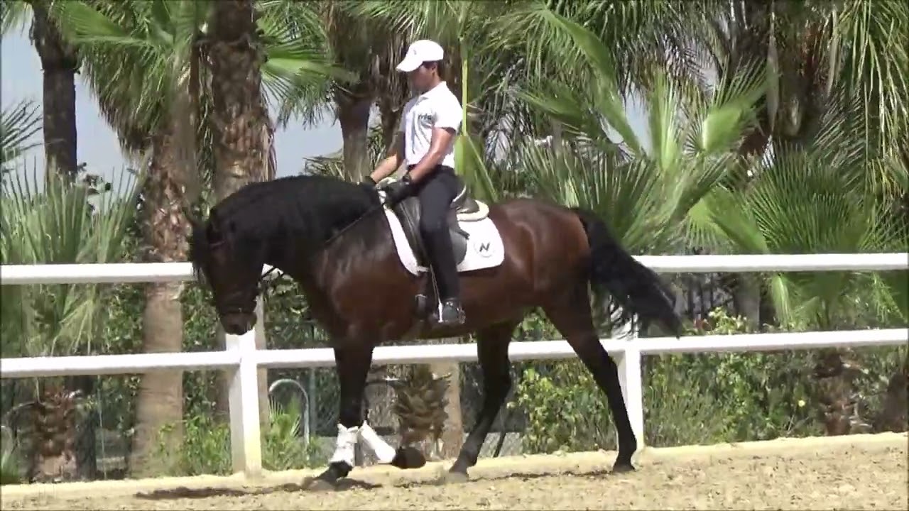 SUCO, PRE Wallach, geboren 2014