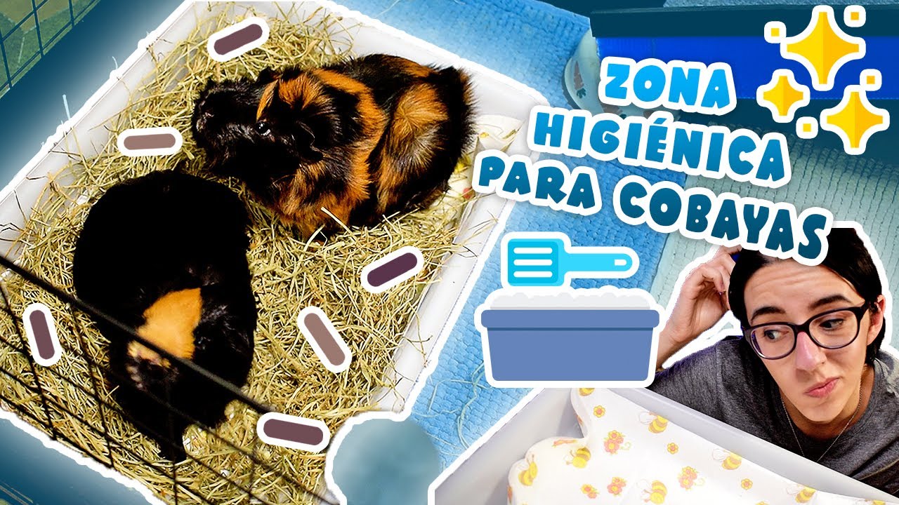 💩 ¿Cómo enseñar a mis COBAYAS / CUYS / CUYES a hacer sus necesidades en un mismo lugar? 🐹✨