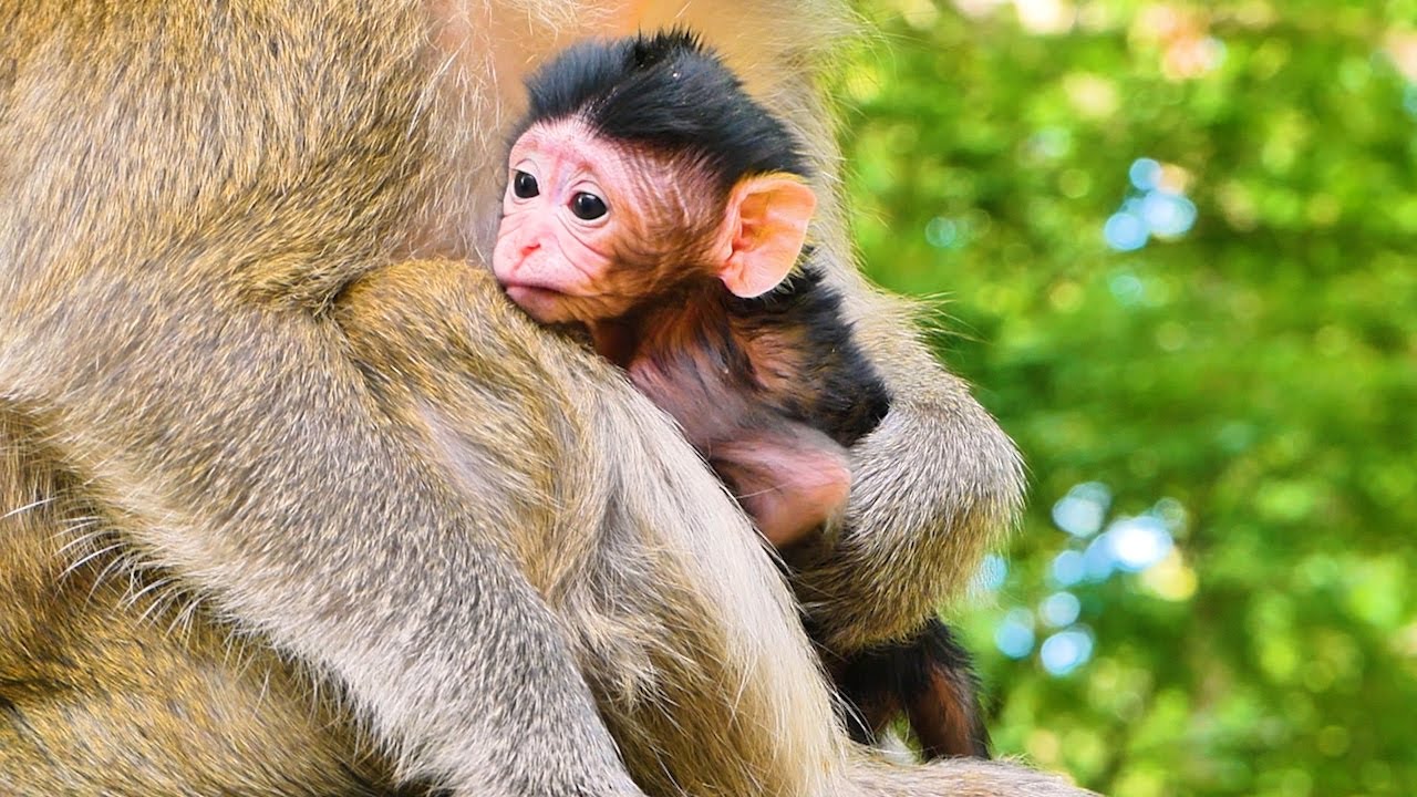 Adorable Newborn Infant Watching Brooke Monkey Seems To Be A Lot Of Fun