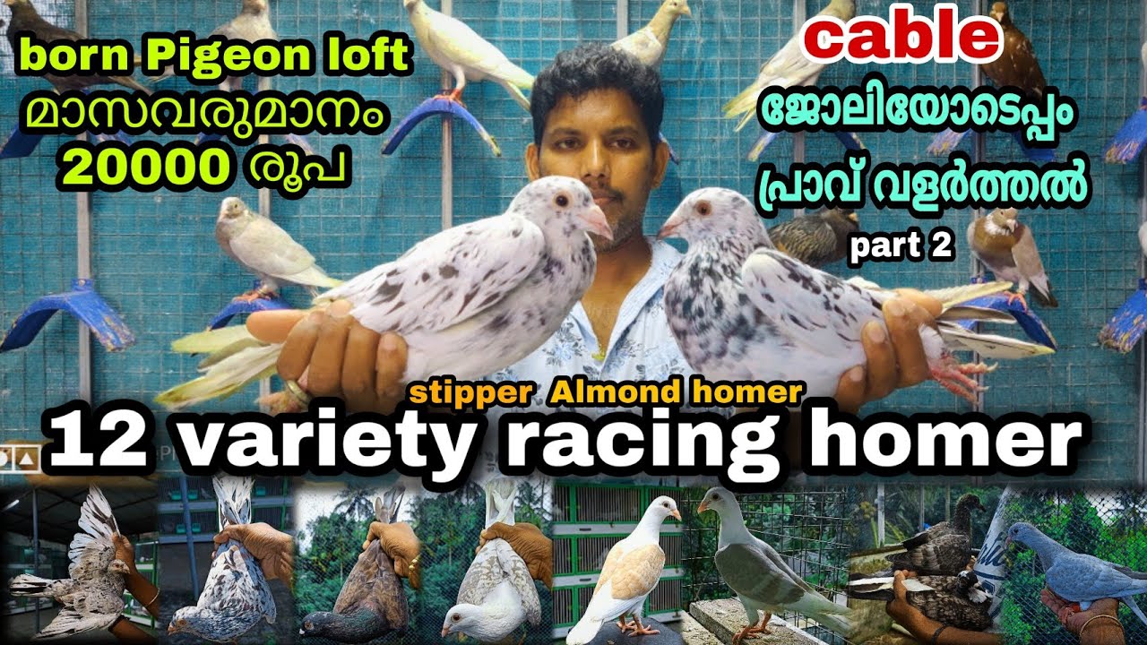 Homer Pigeon||ദിനേശ് ചേട്ടന്റെ കിടിലൻ Racing homer|12 colour variety homer Pigeon||Born pigeon part2