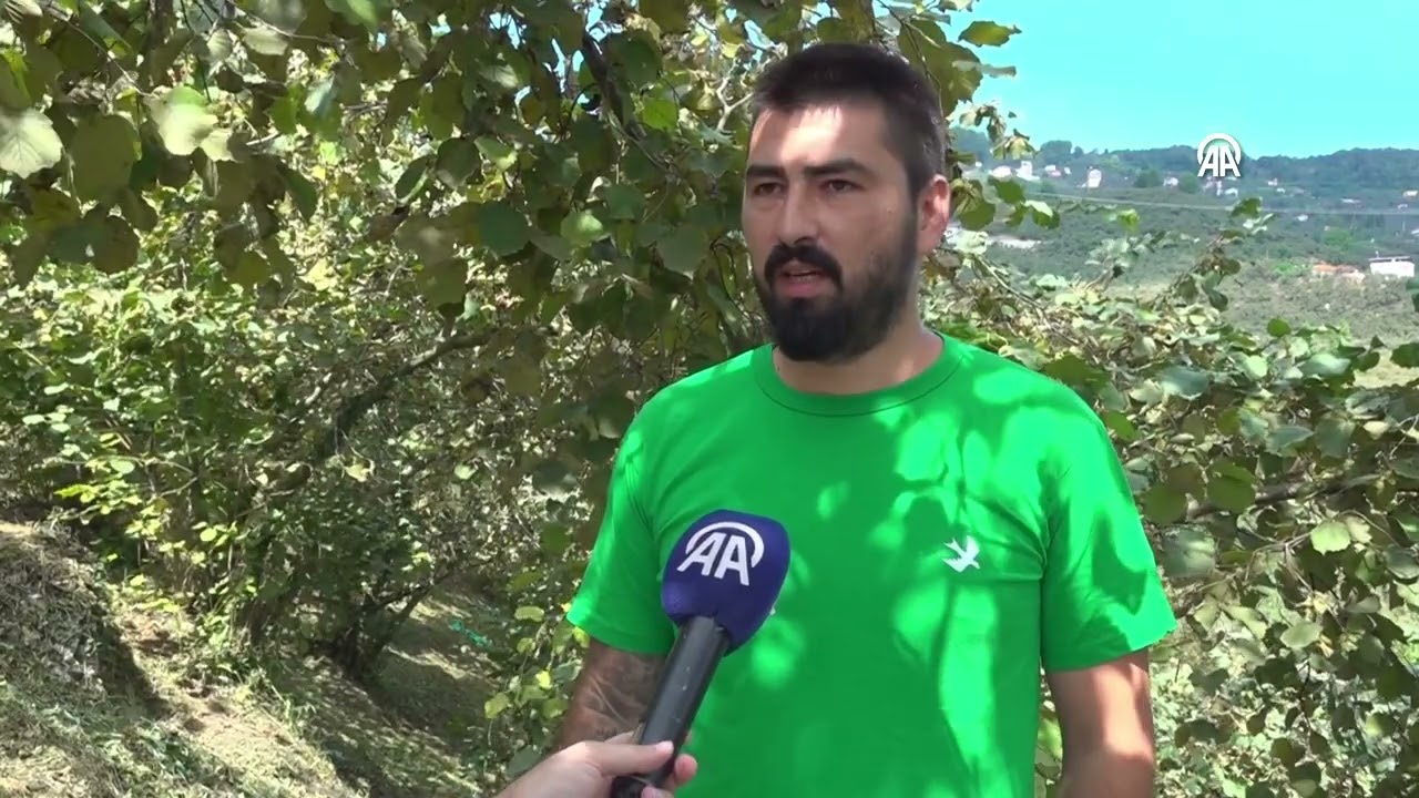 Baba-Oğulun Damla Sulama Projesi, Fındıkta Rekor Verim Getirdi