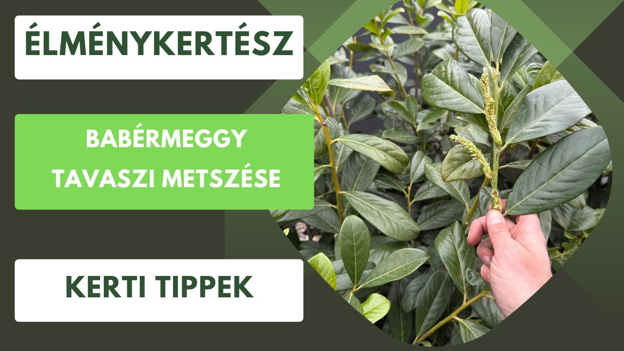 Babérmeggy metszése!🌿 Élménykertész tipp: Aki mer, az nyer!