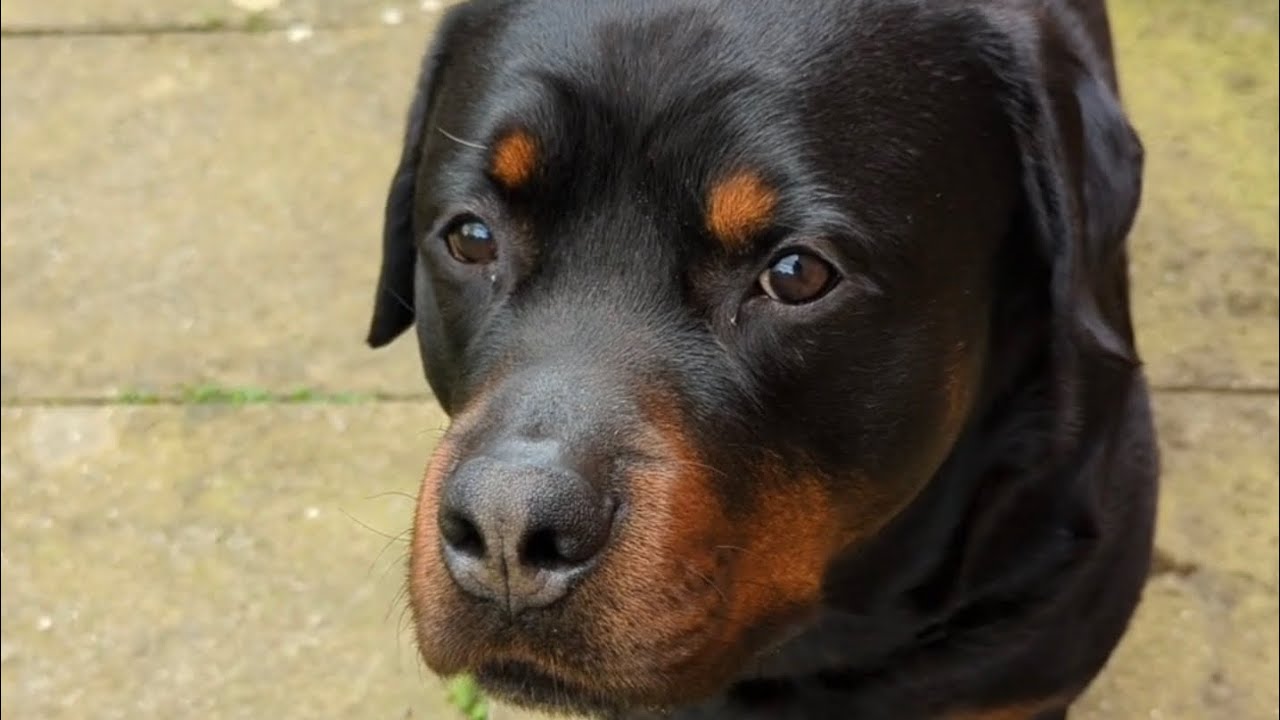 5 Things Only a Rottweiler Owner Will Understand! 🐾🐕