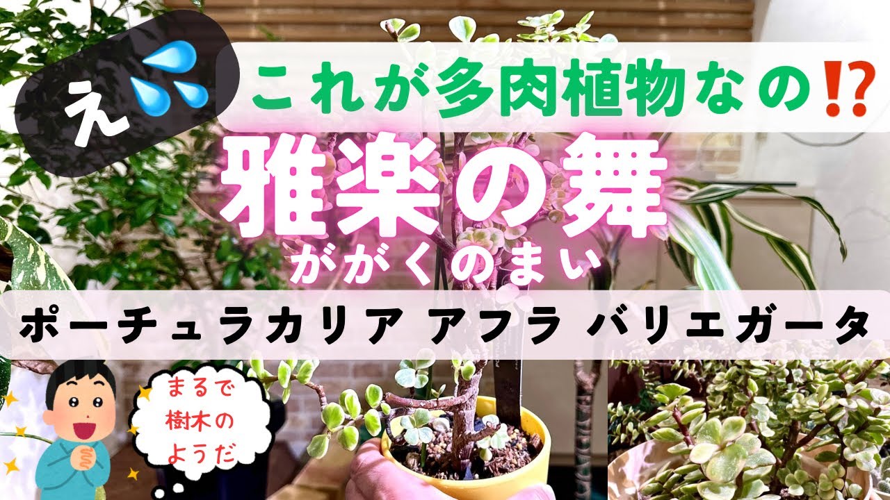 【雅楽の舞🪭】まるで樹木のような多肉植物