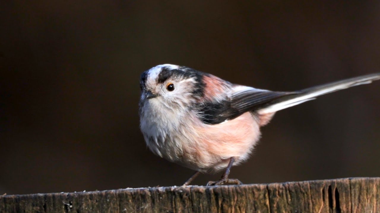 40 Common Birds of Scotland | UK