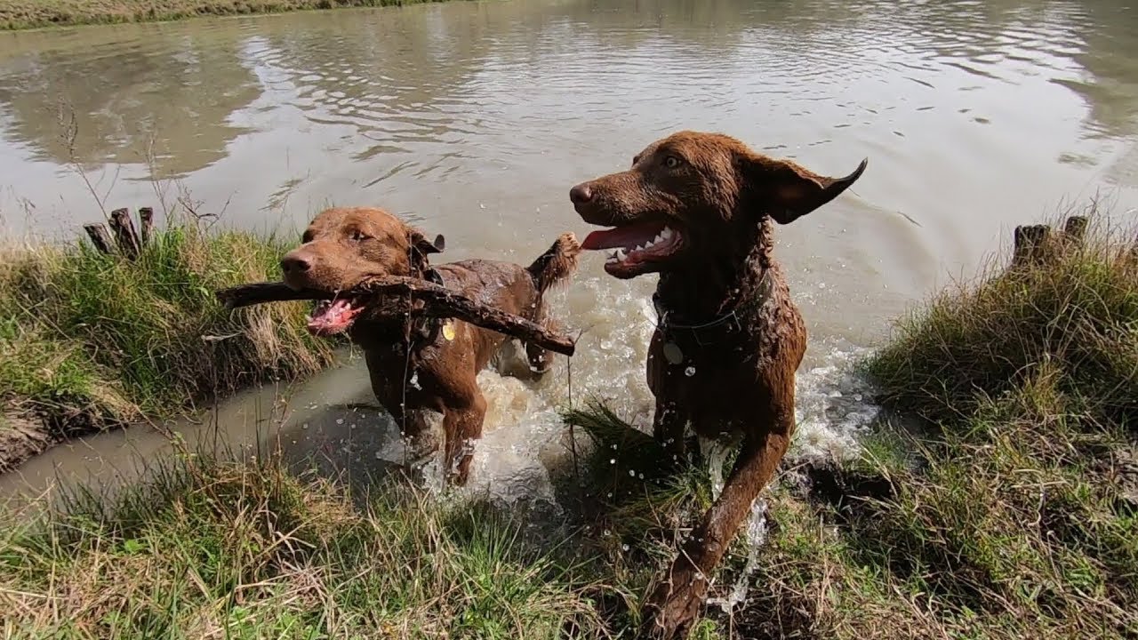 Chesapeake Bay Retriever Country Running - EP 28