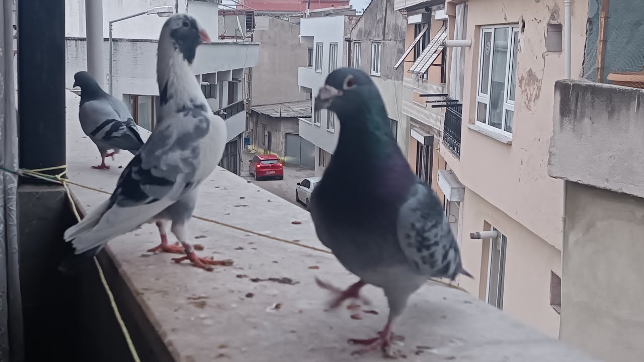Balkonda güvercin uçumu 