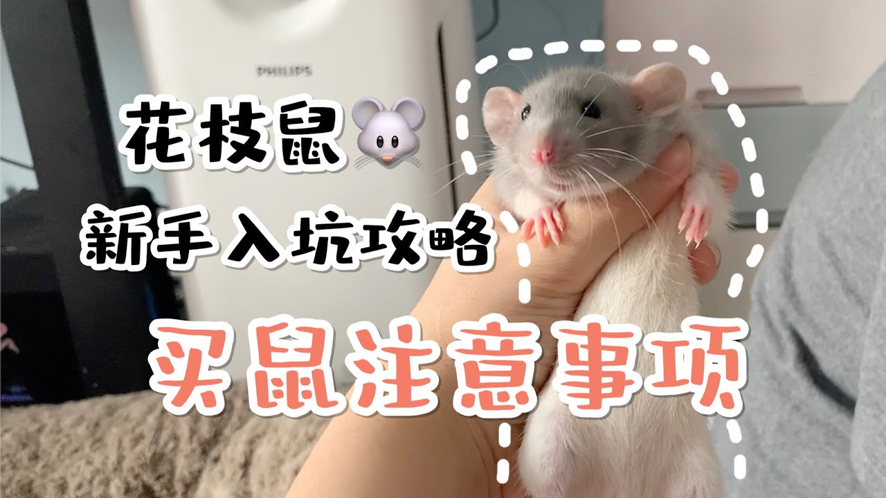 怎樣才能買到健康又親人的花枝鼠？花枝鼠新人入坑攻略！【丟小喵了個丟小喵】