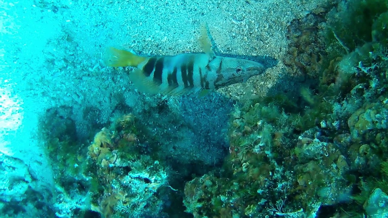 Geierfelsen - Kroatien 2017 - Plavnik (Dive Loft KRK)