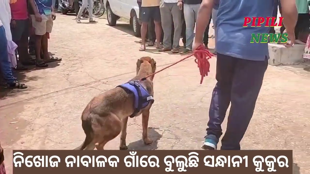 ଡେଲାଙ୍ଗ ଥାନା  ନିଖୋଜ ନାବାଳକ ଆଶିର୍ବାଦ ଗାଁ ରତନପୁର ରେ ବୁଲୁଛି ସନ୍ଧାନୀ କୁକୁର । #delanga #ashibad#nikhoj