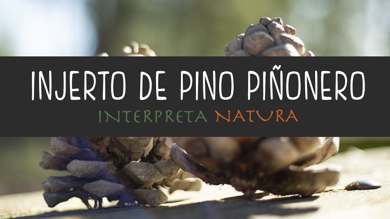 El injerto de pino piñonero sobre pino carrasco