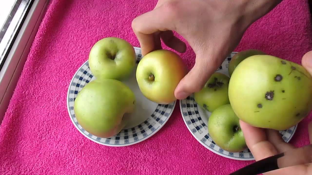 Яблоки Симиренко - мое мнение