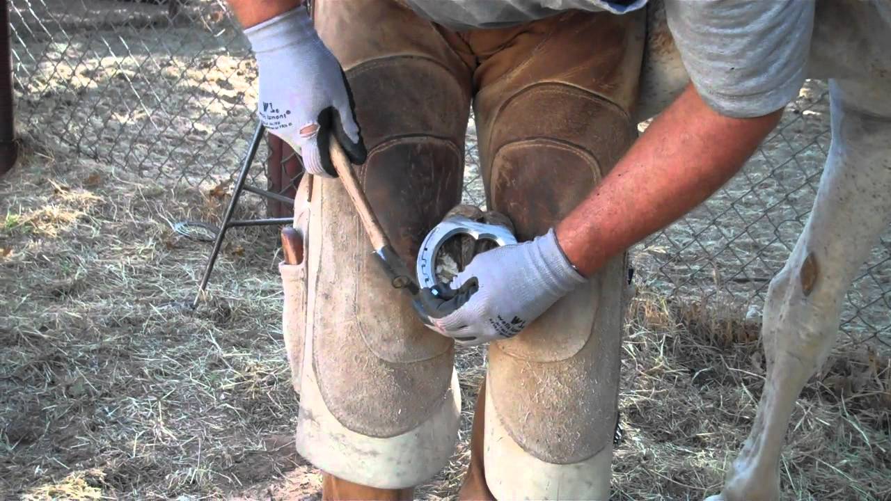 horse shoeing with aluminium egg bar shoes