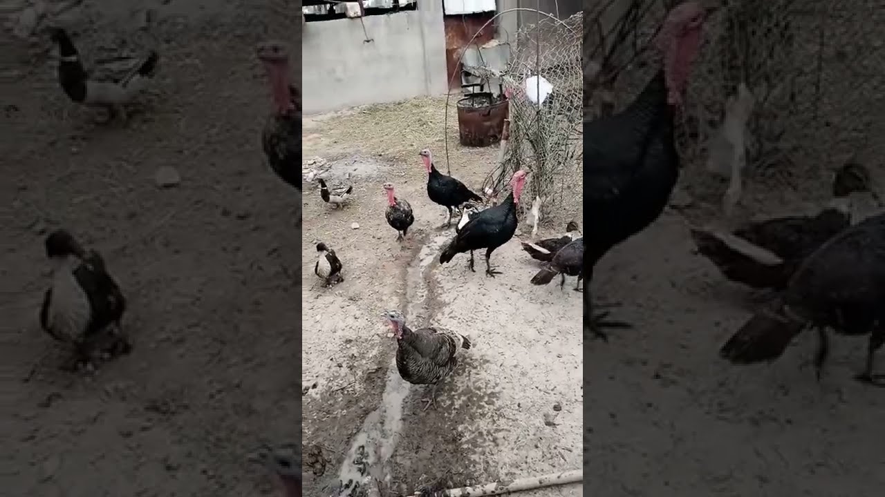 زيارة لمحمية متنوعة الطيور الداجنة في الصويره