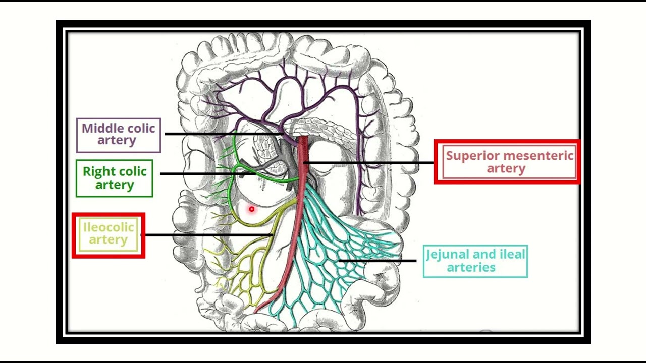 Ileocolic artery branch from MRCS question solve (CRACK MRCS)