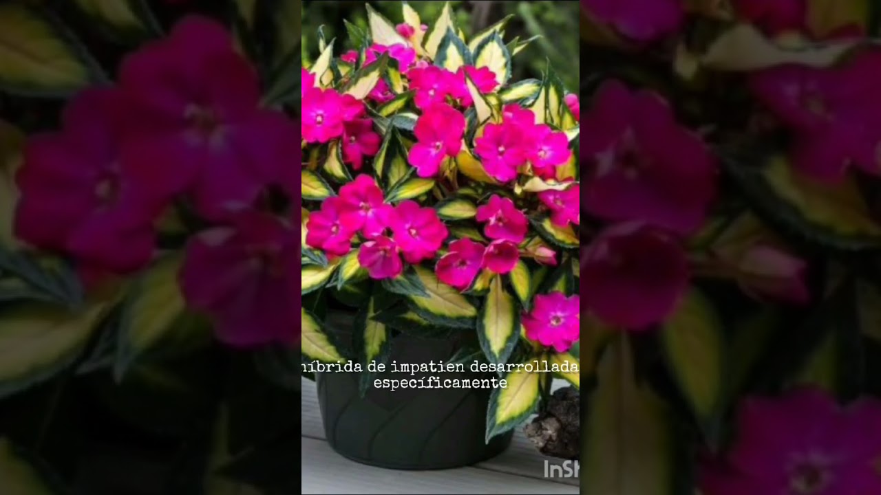 Sumpatiens o impatiens