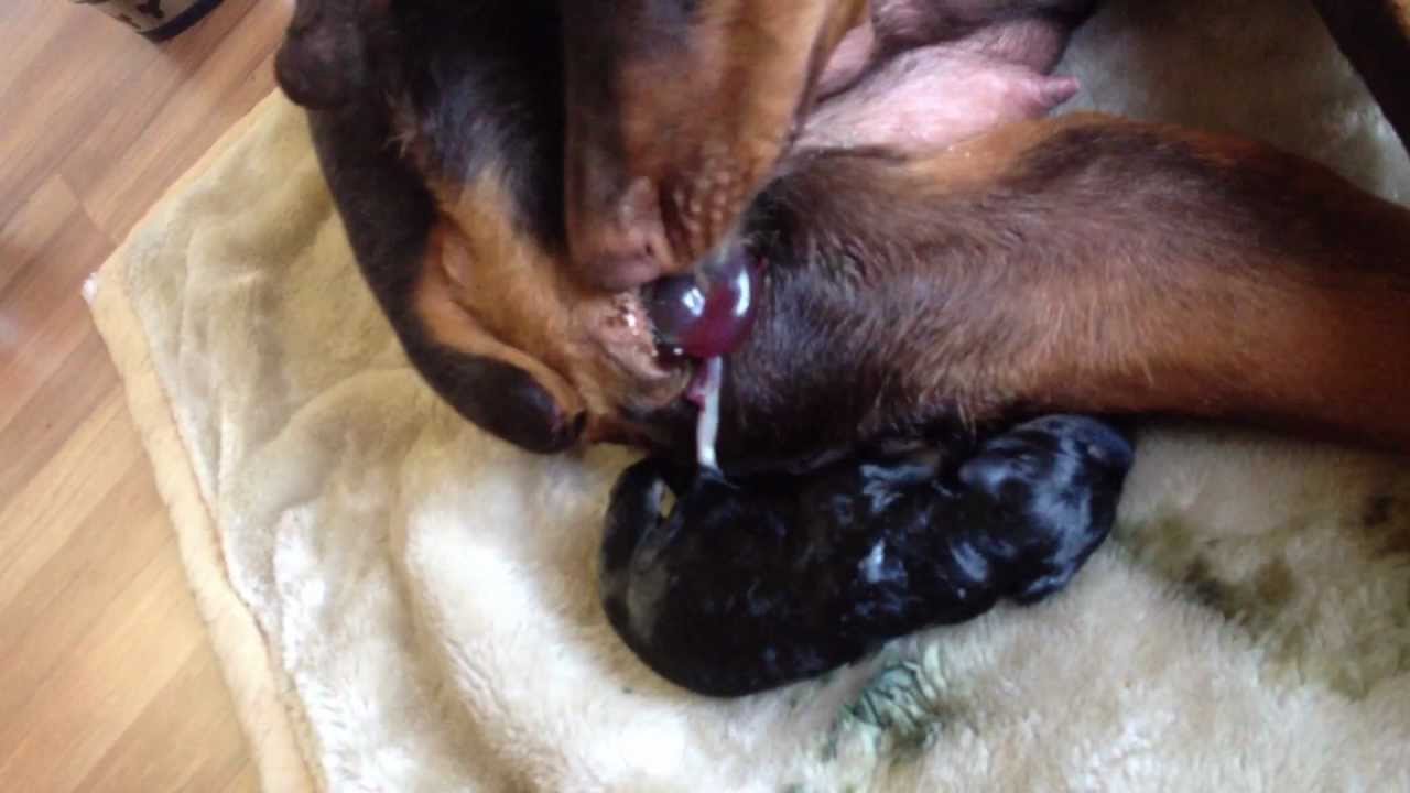 Sophia Giving Birth to Doberman Pinscher Puppy