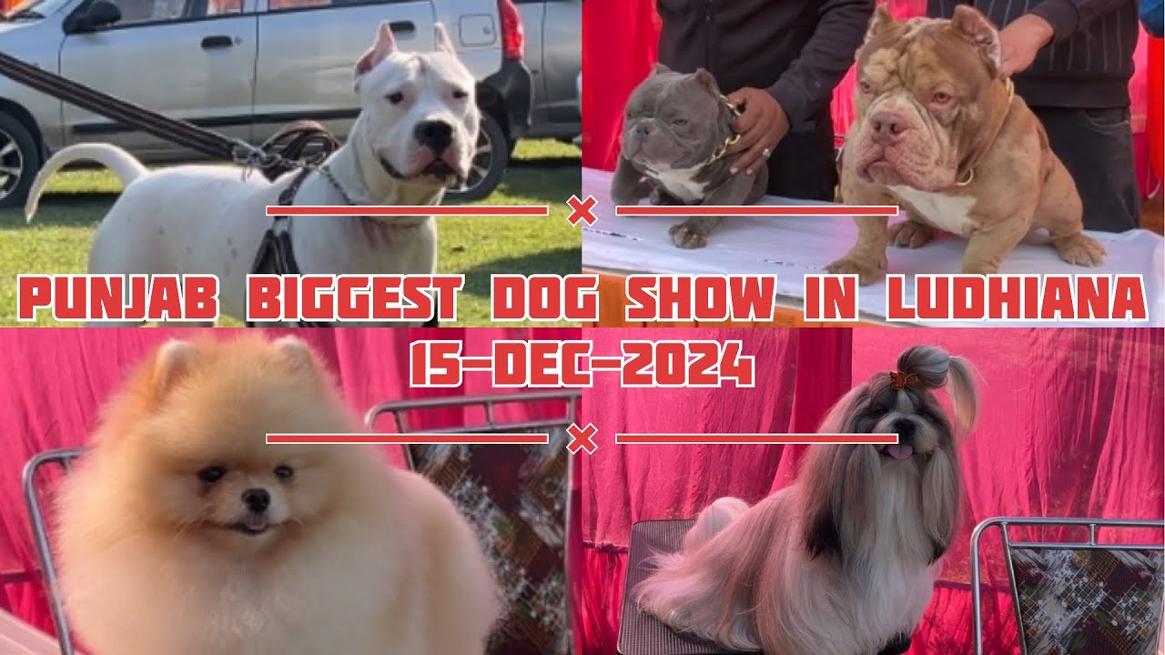 🐾 Punjab’s Biggest Dog Show in Ludhiana | 15-Dec-2024🏆✨ 
