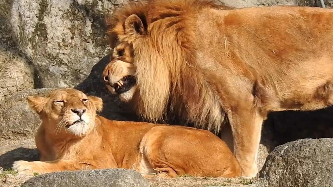 【安らかに】ガーネットとバリー（しま太郎も）とべ動物園