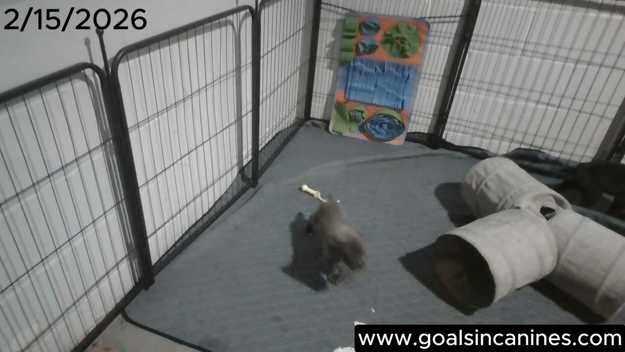 Puppy Cam (2/15/26)