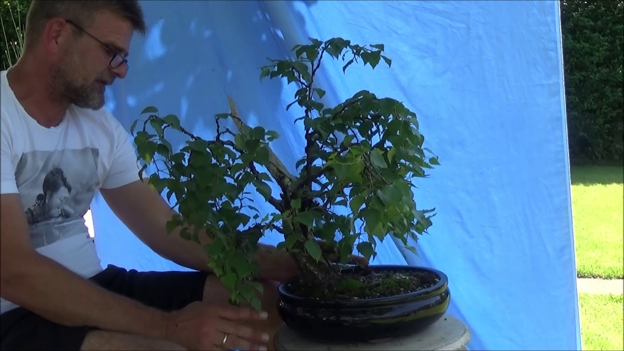 Bonsai 2019-13 - Sommerpflege - Teil III