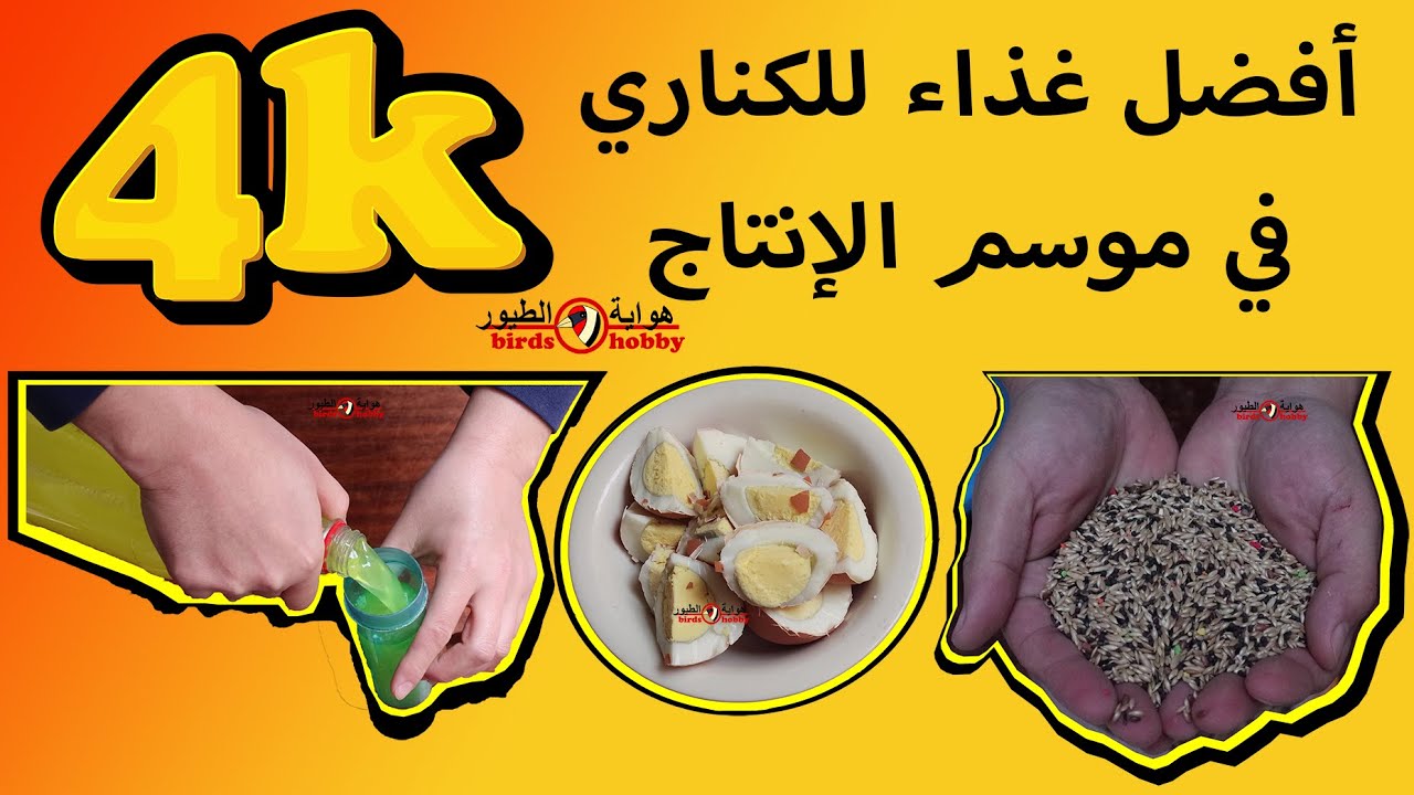 أكل الكناري المناسب في موسم إنتاج طيور الكناري و أتناء التجهيز لوضع البيض Canary food