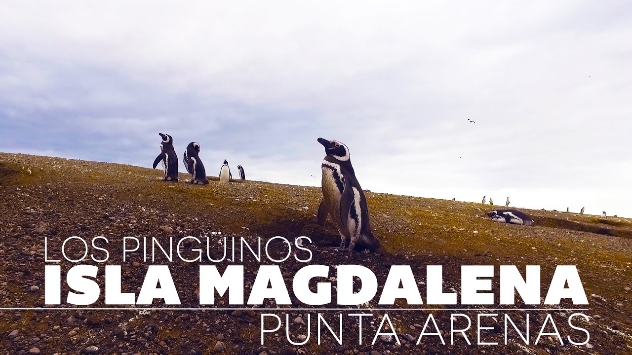 Tour Isla Magdalena, Punta Arenas; ping&uuml;inos y m&aacute;s - GoCarlos