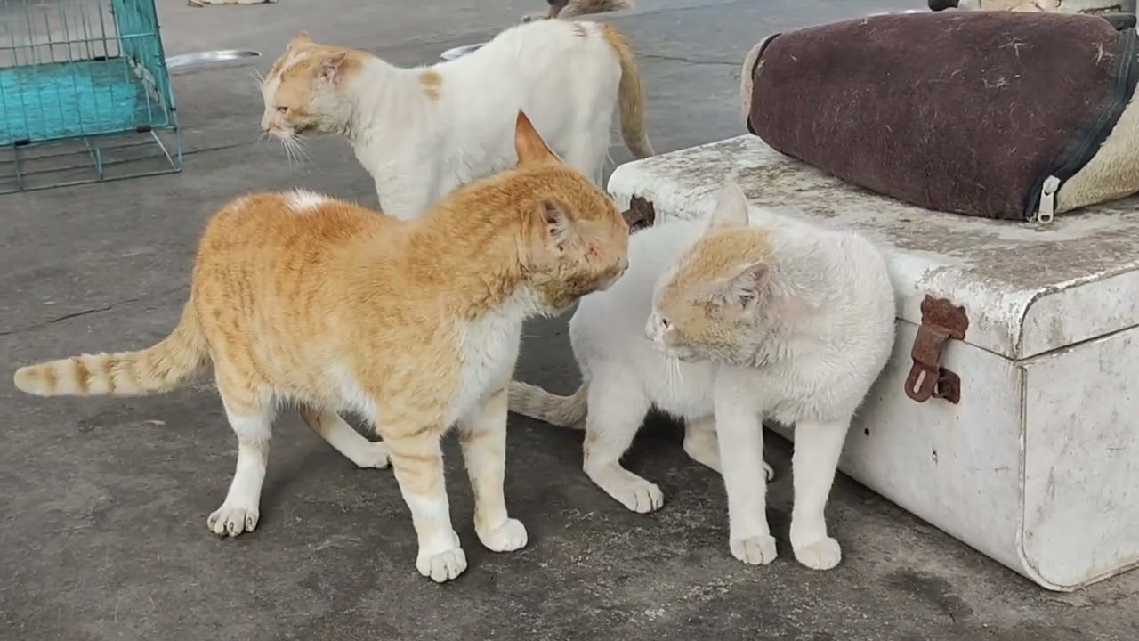 Cat funny fights | whity tried lot to mediate by delivering kisses in middle ❤️