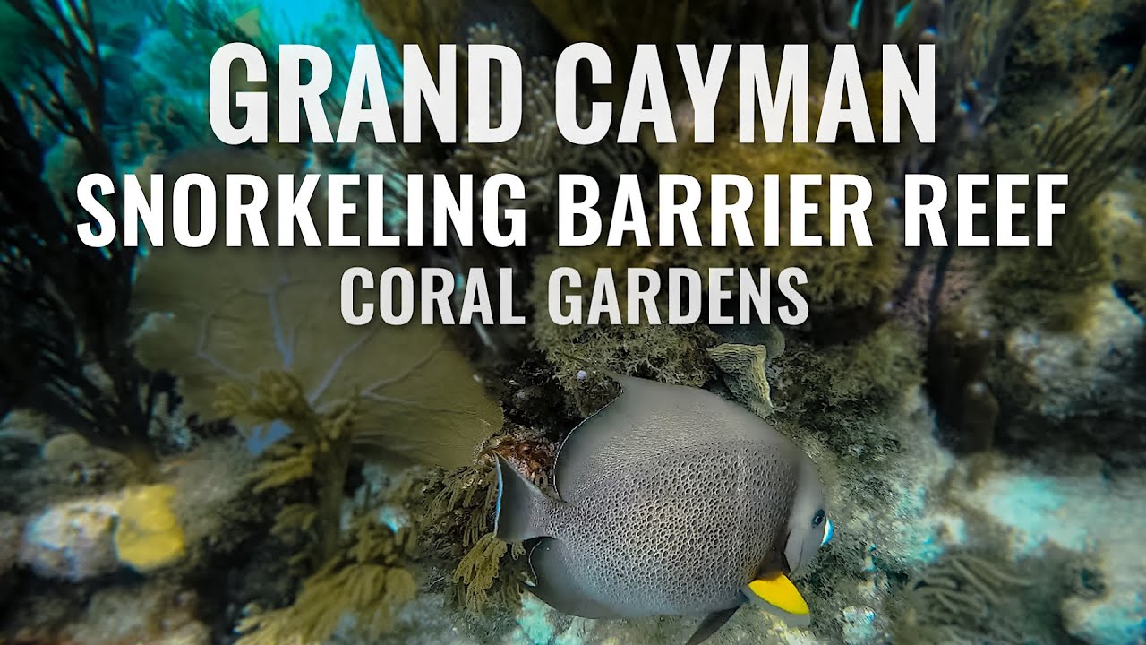 Snorkeling GRAND CAYMAN ISLAND Barrier Reef and Coral Gardens [4K]