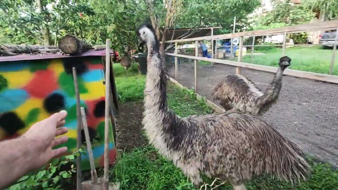 AM GĂSIT STRUȚII PRIN CURTE🥒CASTRAVEȚI LA MURAT🌳PRIN PĂDURE DUPĂ HRIBI🍄CARTOFI NOI 🥔