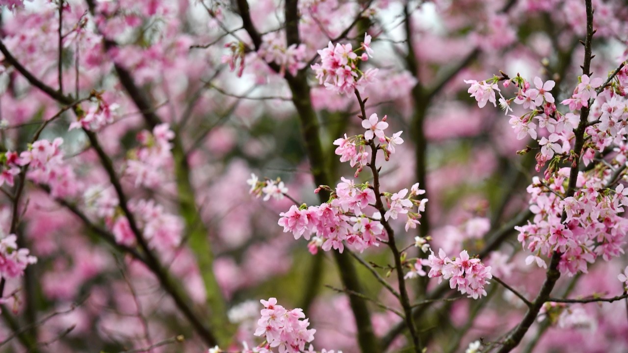 櫻花 #sakura
