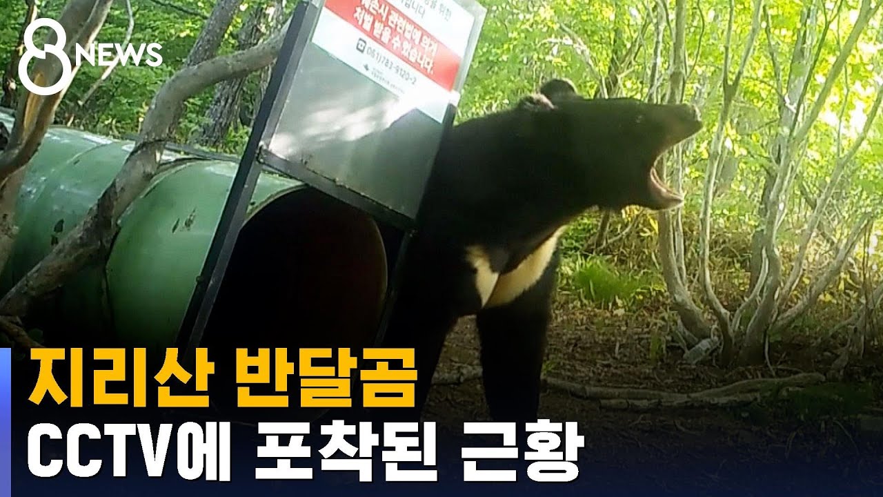 소식 끊겼던 지리산 반달곰들&hellip;CCTV에 포착된 근황 / SBS