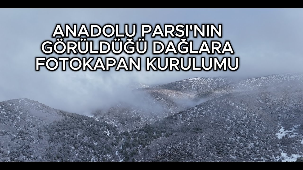 ANADOLU PARSI'NIN GÖRÜLDÜĞÜ DAĞLARA FOTOKAPAN KURDUM ! MUHTEŞEM DAĞLARDA FOTOKAPAN KURULUMU !